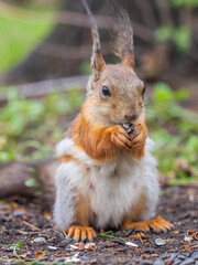 Squirrel eats a nut while sitting in green grass. Eurasian red squirrel, Sciurus vulgaris
