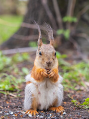 Squirrel eats a nut while sitting in green grass. Eurasian red squirrel, Sciurus vulgaris