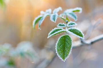 Zamarznięty listek.