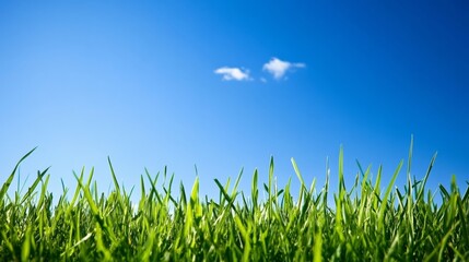 Obraz premium Field grass with a bright blue sky.