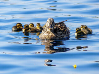 majestic duck with ducklings swimming in water