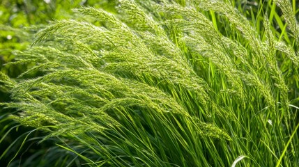 Close-up of a grass in the countryside on a beautiful day