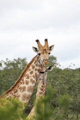 Cute couple of giraffes among green foliage of bushes. Love, family pair, wild animals. Safari in South Africa