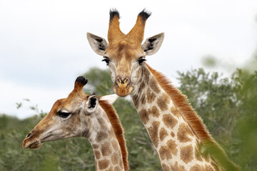 Close-up portrait of two giraffes among the green foliage of trees. 