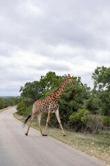 African giraffe crosses the asphalt road into the savannah. Travel destination Kruger National Park, South Africa safari.
