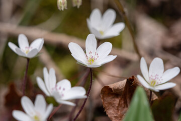 春の訪れを告げる花