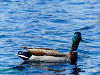Obraz premium beautiful vibrant feathers of a duck swimming 