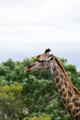 Sick giraffe with growths on neck side view. Animal in the wild nature. South Africa, Kruger National park, savanna