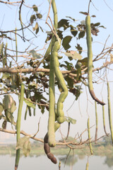 Cassia fistula on tree in garden