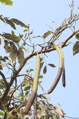 Cassia fistula on tree in garden