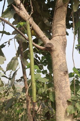 Cassia fistula on tree in garden