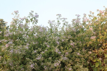 Chromolaena odorata flower and medicinal plant