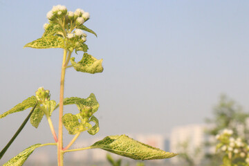 Chromolaena odorata flower and medicinal plant
