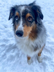 beautiful australian shepherd in snow with two different eye colors