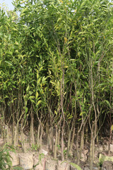 Citrus tree plant on farm for harvest