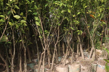 Citrus tree plant on farm for harvest
