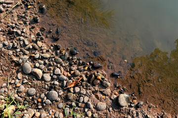 Pebbled Shoreline Meeting Tranquil Waters