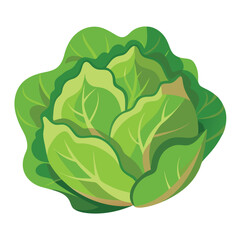 Fresh Lettuce Food Vector Illustration - Green Vegetable Design for Healthy Eating
