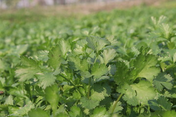 coriander plant on farm for harvest