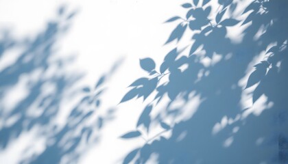 Serene Leaf Shadows: A Study in Light and Shadow
