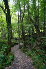 refreshing spring path in the gleaming sunlight