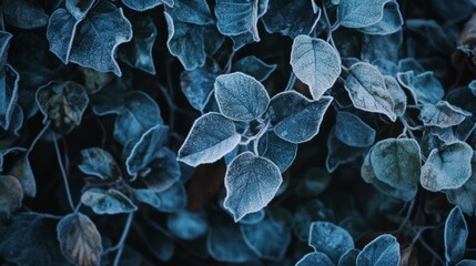 Frost-covered plants on a chilly winter day, highlighting the beauty of hoarfrost on nature. 