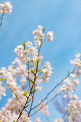 Spring nature. Sakura tree blossom. Beautiful pink spring Sakura flower on a tree. Sakura tree in bloom in spring. Beautiful spring season. Sakura tree blossom petals