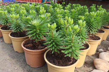 Lilium longiflorum, known as the Easter lily