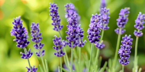 Fototapeta premium A close-up of vibrant lavender flowers in a garden setting.