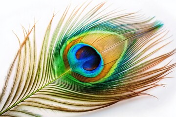 Vintage Macro Photo: Single Peacock Feather on White, Copy Space