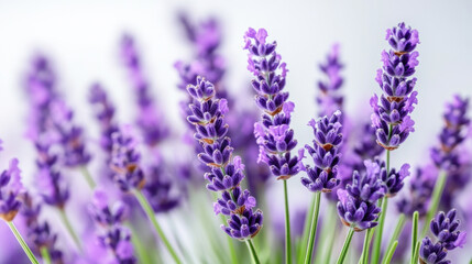 Naklejka premium A bunch of purple flowers with green stems