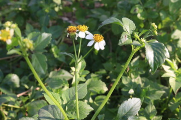 bidens pilosa flower and medicinal plant on nursery