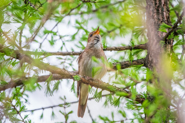 Thrush Nightingale, Luscinia luscinia. A bird sits on a tree branch and sings