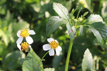 bidens pilosa flower and medicinal plant on nursery