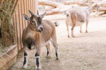 Baby Goat Eating Hay at a Farm