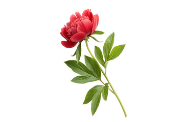 Obraz premium Red Peony Flower with Green Leaves on Transparent Background