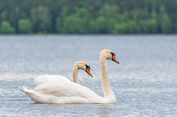 Mating games of a pair of white swans. Swans swimming on the water in nature. Valentine's Day background