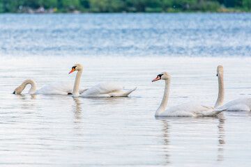 Graceful white Swans swimming in the lake, swans in the wild
