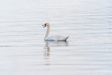 Graceful white Swan swimming in the lake, swans in the wild. Portrait of a white swan swimming on a lake.