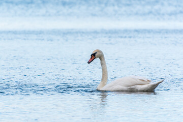 Graceful white Swan swimming in the lake, swans in the wild. Portrait of a white swan swimming on a lake.