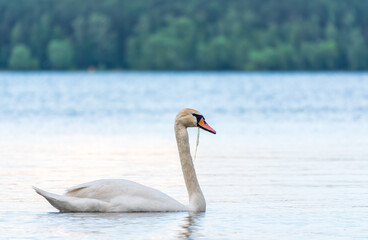 Graceful white Swan swimming in the lake, swans in the wild. Portrait of a white swan swimming on a lake.