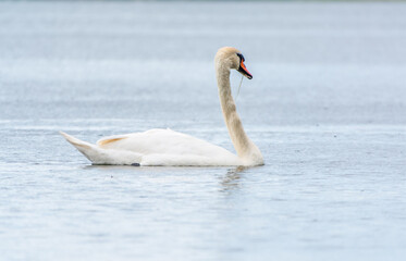 Fototapeta premium Graceful white Swan swimming in the lake, swans in the wild. Portrait of a white swan swimming on a lake.
