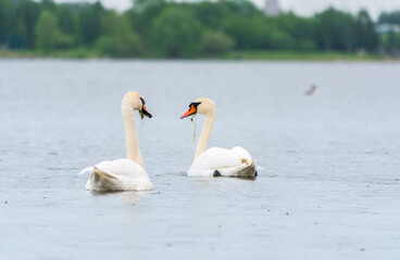 Two Graceful white Swans swimming in the lake, swans in the wild