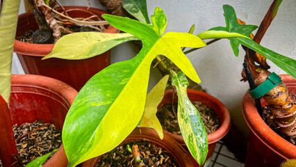 selective focus on young philodendron florida beauty plants © AgungKY