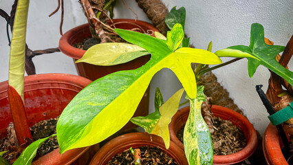 selective focus on young philodendron florida beauty plants © AgungKY