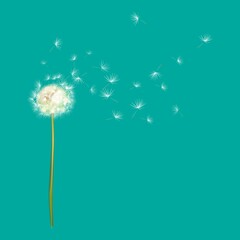 white dandelion fluffed vector illustration