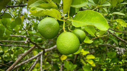 selective focus on the fruit of the lime tree