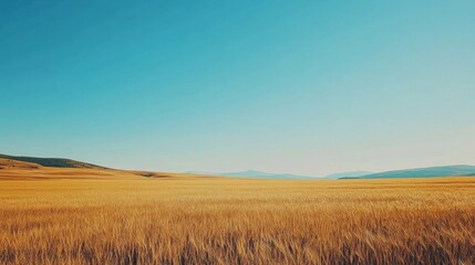 Fototapeta premium Golden wheat field swaying gently in the breeze, vibrant blue sky above, evoking feelings of tranquility and abundance