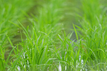young green paddy rice field,summer rural