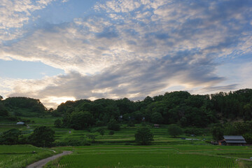 sunset view in the sky and the nature beauty seeding in rice paddy plant.